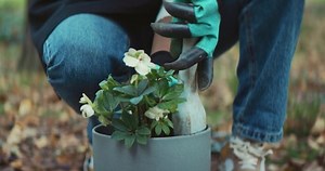 Cu Portrait African-american Female Planting Flowers Stock Footage Video (100% Royalty-free) 1059789239 | Shutterstock
