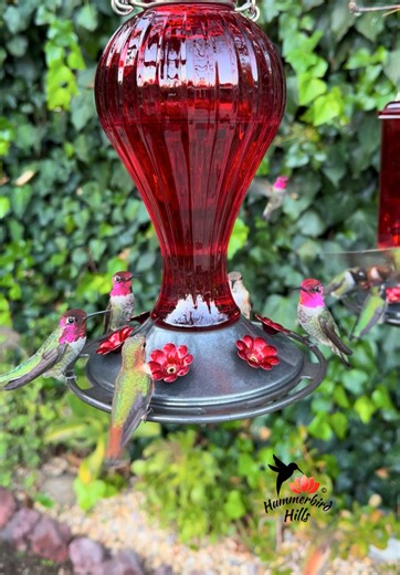 Hummerbird Hills on TikTok