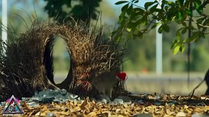 540K views · 14K reactions | The Ultimate Love Nest! This bird decorates its home to impress a mate—Nature’s true romantic!  Follow for more amazing wildlife stories!  #BirdRomance  #NatureLove #FollowForMore #WildlifeMagic #LikeShareSupport #AmazingAnimals #NatureWonders | Mystery Of Wild | Facebook