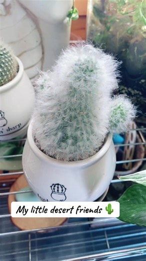 Discovering Cactulove: Your Guide to Plant Life