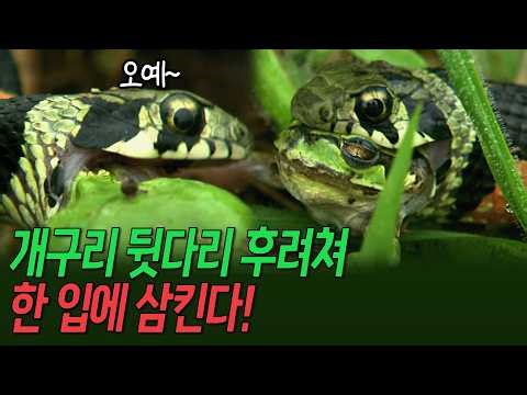 The Red-necked Snake that Swallows a Frog in a Single Bite! [Environmental Special - 2008 Year of...