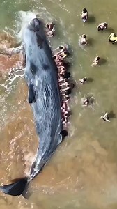 27M views · 724K reactions | Beached sperm whale near Lisbon Portugal. The inability to make deep dives caused by barotrauma ( exploded ear drums ) what can cause this ? Navy sonar experiments or Underwater volcanic explosions Which one of those did that to this whale? We don’t know Hope this big gentle giant can reunite with his pod Aloha! Video via @portugalforeels | OCEAN DEFENDER - Hawaii | Facebook