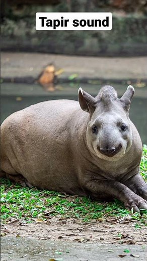 Tapir sound