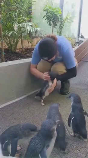 Penguin's Joyful Reunion 🐧❤️: A Keeper's Best Pal! #wildlife #penguin