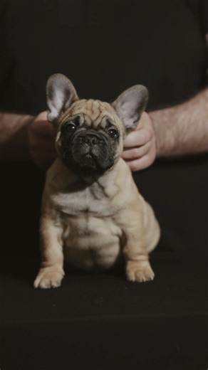 2.5K views · 164 reactions | Empire Of Carbony Red Panda Sire: Ch. Dreamlegacy Blaze Dam: IntCh. Prizewinner Lorena | Buza Razvan | Facebook