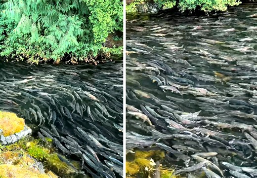 Viral Video of Epic Salmon Run Is a Glimpse of What the Old Timers Still Talk About