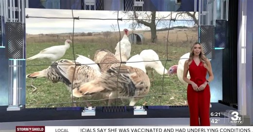 Farm fresh turkeys being gobbled up for Thanksgiving