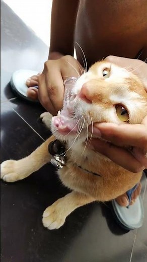 How to Clean Your Cat's Teeth at Home 🪥 | Easy Cat Dental Care Tips