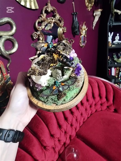 Death Head Hawk Moth terrarium.#foryoupage #pink #bugs #oddities #butterfly #gothic