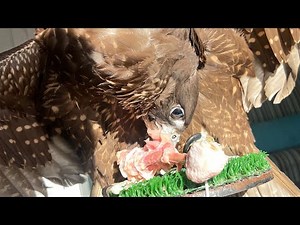 Falcon Hunting in 4K | Incredible Speed & Precision Caught on Camera #Falcon #BirdOfPrey #bird