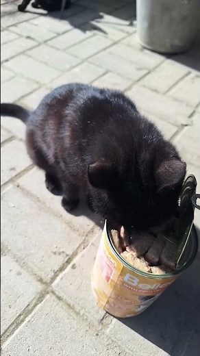 Sooty the Cat Can’t Wait – Straight Into the Food Can