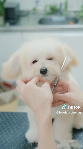 #doggrooming #asmr #puppy #adorable #satisfying