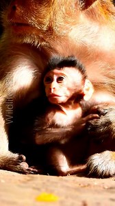 2.7K views · 632 reactions | The cutest baby Blaze speech | Wildlife Idol | Facebook