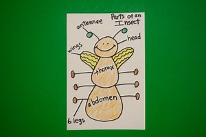 Let's Draw the Parts of an Insect!