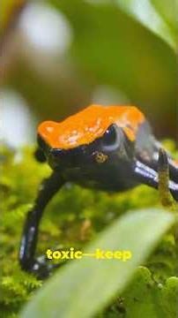The Most Colorful Animals On Earth #animals #animalfacts