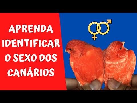 COMO SABER SE CANÁRIO É MACHO OU FÊMEA