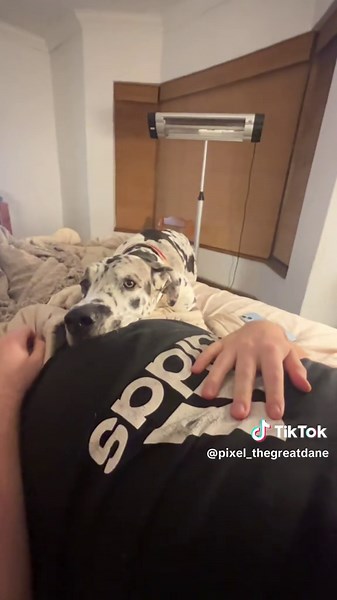 Pixel the Great Dane on TikTok