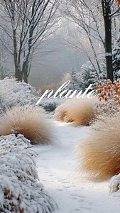 Grădina trebuie să arate bine și iarna, nu doar pe timpul verii🪴 ➡️Euonymus 35 lei ➡️Eucalipt 80-180 lei ➡️Magnolia grandiflora 70-1700 lei ➡️Photinia port înalt 200-350 lei ➡️Brad argintiu 70-300 lei #gradina #plante #iarna #pepiniera | Pepiniera Cioclea