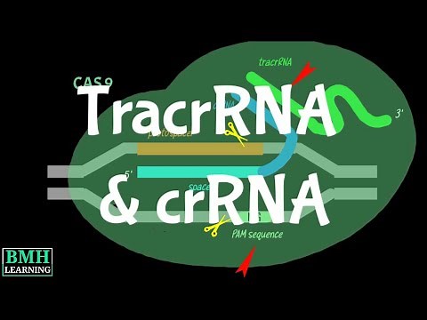 TracrRNA | crRNA | Trans-Activating CRISPR RNA |