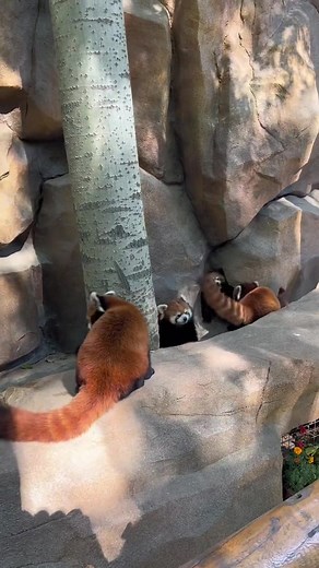 Red Panda Fight: Intense Battle and Escape for Survival