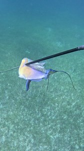 1.4M views · 7.5K reactions | How We Catch Triggerfish for Food! | Ryan Myers Spearfishing | Facebook
