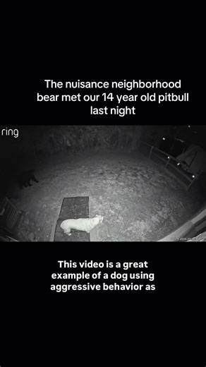 Aggression in dogs doesn’t just mean biting and doing damage… aggression can be normal communication too! This older dog seems very cool and level headed! #dogbehavior #dogbodylanguage