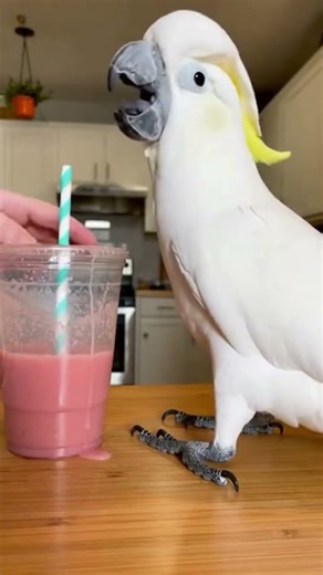 😍 “Cutest White Parrot Being Extra Funny 🦜”🔥 “You Won’t Believe What This White Parrot Does 😱🤣#henna
