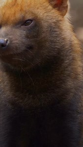 Meet the bush dog 🐾 — a rare little canid from the same family as foxes, wolves, and domestic dogs! 🌿 Native to Central and South America, this shy hunter is built for teamwork and thrives in the dense rainforest. #BushDog | PAW POINT UK