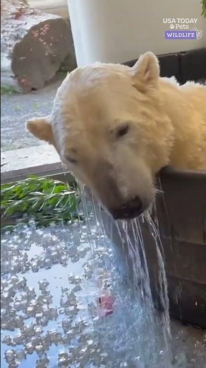 Adorable polar bear takes an ice bath plunge. See the video.
