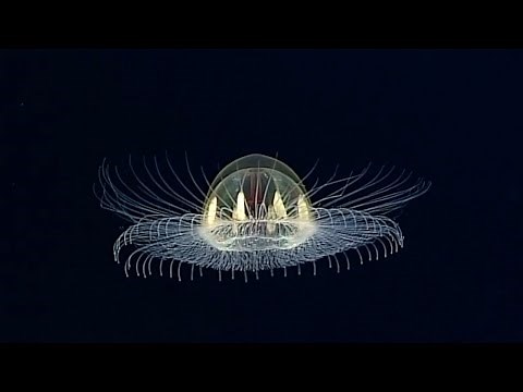 “Cosmic” Jellyfish on “Utu” Seamount, American Samoa