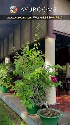 Best Ayurveda Retreat in Kerala 🌊 Ananda Lakshmi | Yoga, Detox & Healing