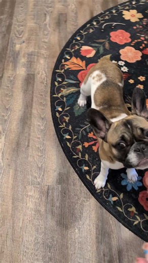 Just Butters: Amazing Tricks by a Frenchie Mix