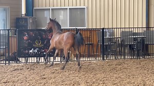 Future Farms Arabians on Reels | Facebook