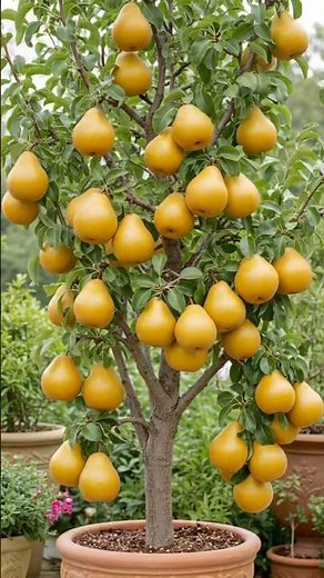 How to growing pears trees from pears fruit to produce more fruit.#fruit #grow #pear