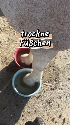 Habt ihr Tips? #horse #tinker #equestrian