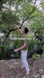 Uses of Spanish moss paleoforaging.com/tillandsia-usneoides Note: the Indigenous peoples mentioned are still living cultures and when I use past tense it is to describe practices in a historical context. #foraging #ethnobotany #survival #survivalskills #primitiveskills #primitivetechnology #spanishmoss #nature | Paleo Foraging