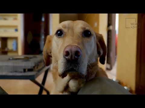 Mastador | The Mastador is often bred from one of the largest types of dogs in the world