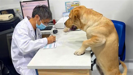 This dog booked a vet visit all by itself