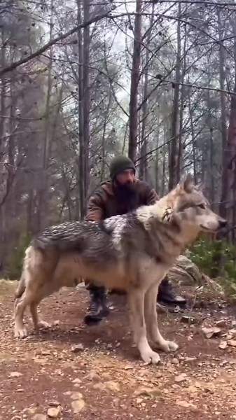 Walking With a Wolf: My Unforgettable Encounter in the Wild