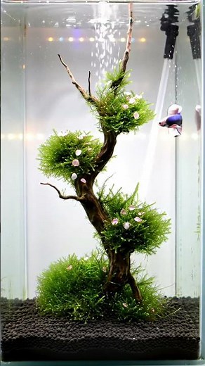 Cherry Blossom Moss Tree 🌸 Aquascape | Betta Flow
