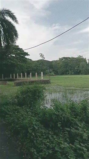 Relaxing Nature | Beautiful Green Scenery