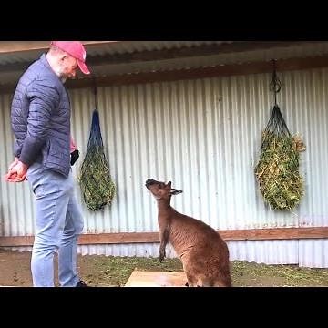 Animals Talking to Humans