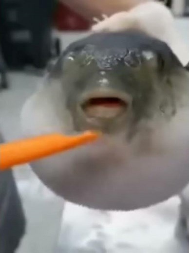Pufferfish eating a carrot