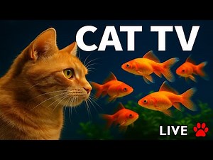 🔴 Live Cat TV Aquarium 4K | Fish for Cats to Watch | Goldfish Tank