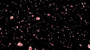 Rose Petal Flowers Falling Animation. Flower Background. 4K