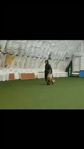 🇺🇸Pure energy, precision, and teamwork – this Malinois is showing what he’s made of! Over the one-meter hurdle, straight to the retrieve. This is more than just training – this is passion! What about you? Show us your jumping wonders! 🇩🇪 Pure Energie, Präzision und Teamwork – dieser Malinois zeigt, was in ihm steckt! Über die Meter Hürde, zielstrebig zum Apportierholz. Das ist mehr als nur Training – das ist Leidenschaft! Wie sieht’s bei euch aus? Zeigt uns eure Sprungwunder! | IQ Dogsport