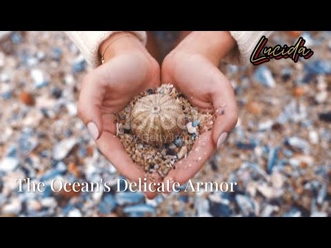 04 JAN A - How Shells Grow So Strong: The Biology and Physics Behind Seashells