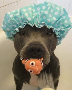 170K views · 2.2K shares | Ramsey's new favourite toy is Nemo ☺️ | Blue Staffy Ramsey | Facebook