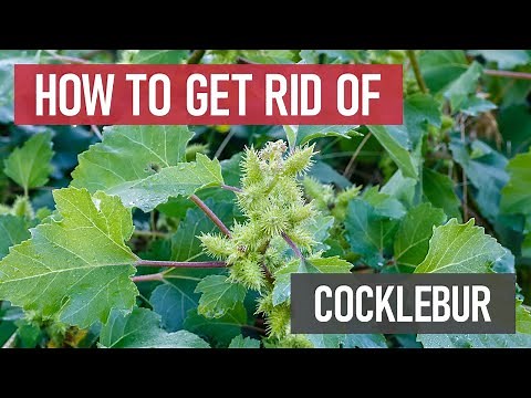 How to Get Rid of Cocklebur [Weed Management]
