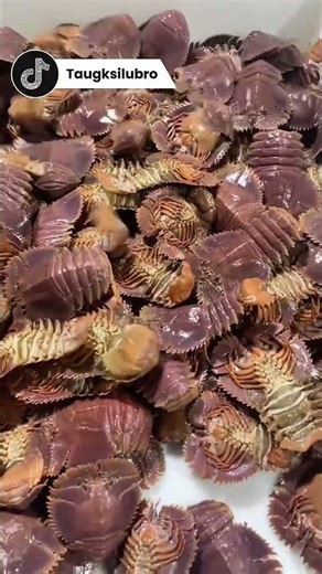 Si Gepeng yang Mewah!​ #faktahewan #faktaunik #animals #shorts